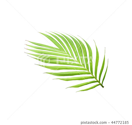 green leaf of palm tree isolated on white green leaf of palm tree isolated on white 44772185