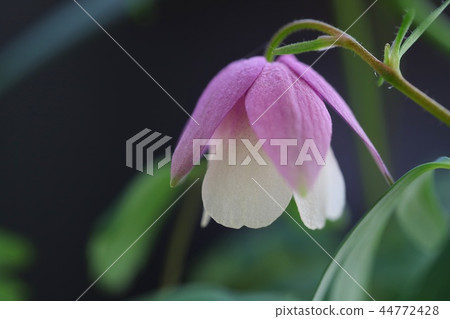 Furin Odamaki wildflowers black background Furin Odamaki wildflowers black background 44772428
