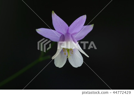 Furin Odamaki wildflowers black background Furin Odamaki wildflowers black background 44772429