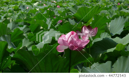 蓮花 44772543