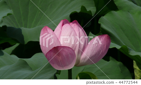 蓮花 蓮花 44772544