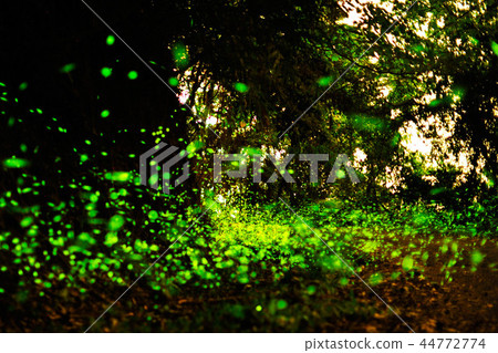 In the forest, there is no fire, no heat, no heat, and no heat. 44772774