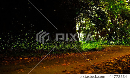 In the forest, there is no fire, no heat, no heat, and no heat. 44772884