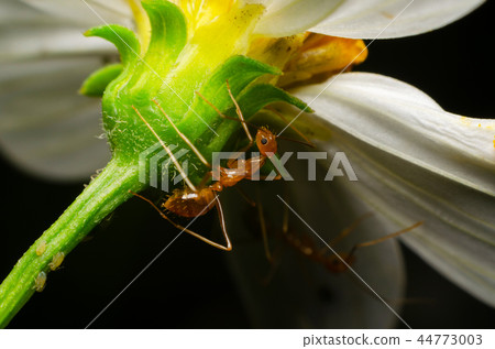 Oecophylla smaragdina (red ant) under white flower Oecophylla smaragdina (red ant) under white flower 44773003