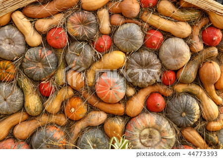 Orange pumpkins on display at the farmers market. Harvesting and Thanksgiving concept 44773393