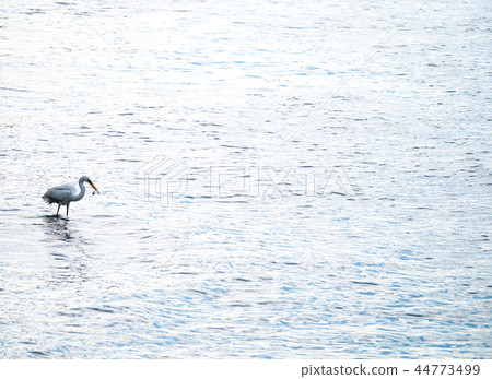 白鷺鷥 44773499