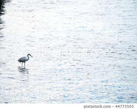 白鷺鷥 44773503