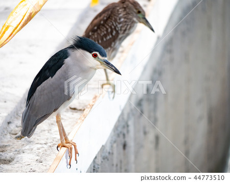 白鷺鷥 白鷺鷥 44773510