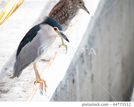 白鷺鷥 白鷺鷥 44773512