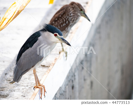 白鷺鷥 44773513