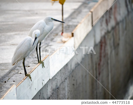 白鷺鷥 白鷺鷥 44773518