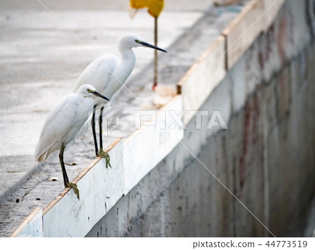 白鷺鷥 白鷺鷥 44773519