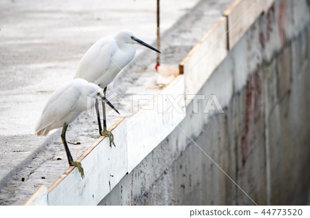 白鷺鷥 白鷺鷥 44773520
