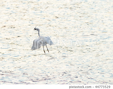 白鷺鷥 44773529
