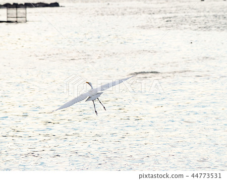 Egret Egret 44773531