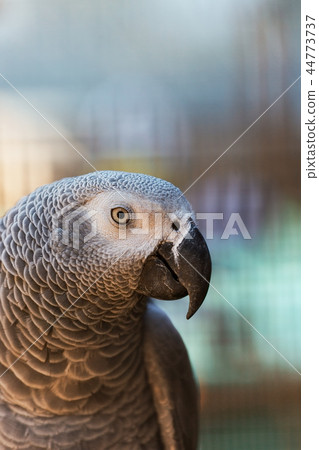 grey parrot, portrait, close up grey parrot, portrait, close up 44773737
