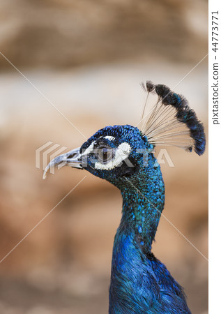 peacock portrait, close up peacock portrait, close up 44773771
