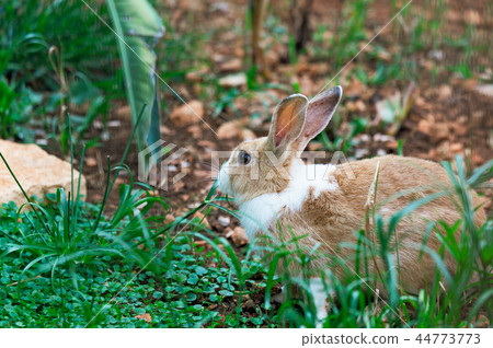 rabbit on green grass 44773773