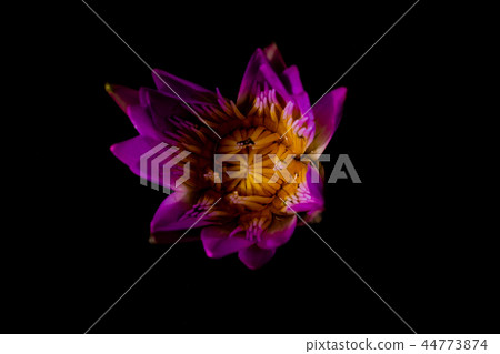 Beautiful waterlily or lotus flower in pond. Beautiful waterlily or lotus flower in pond. 44773874