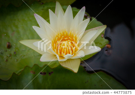 Beautiful waterlily or lotus flower in pond. Beautiful waterlily or lotus flower in pond. 44773875