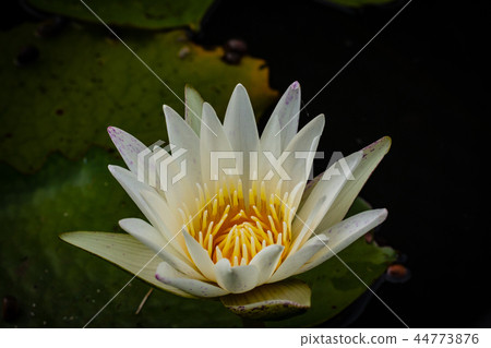 Beautiful waterlily or lotus flower in pond. 44773876