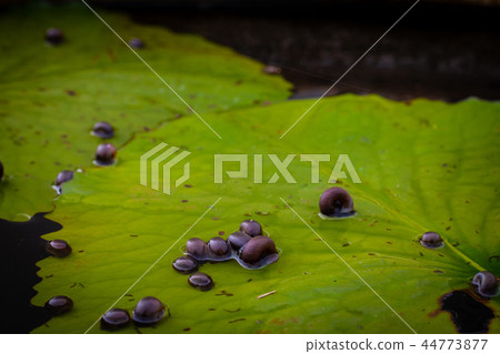 shellfish on the lotus leaf shellfish on the lotus leaf 44773877