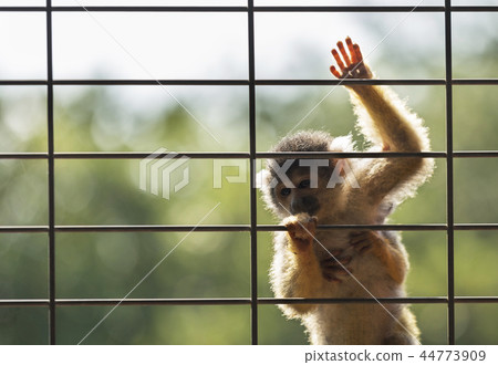 the Squirrel monkey locked up 44773909