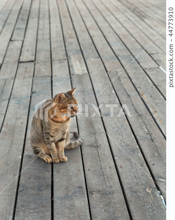 cat on the background of wooden boards cat on the background of wooden boards 44773910