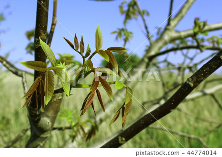 sprouting walnut leaves in the spring sprouting walnut leaves in the spring 44774014