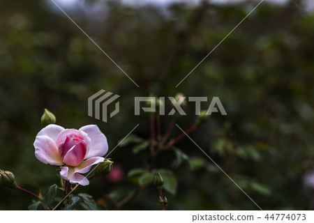 A lovely rose 44774073