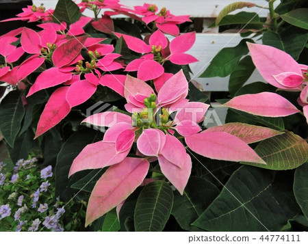 Purinsechia 44774111