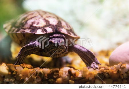 Little river turtle Little river turtle 44774341