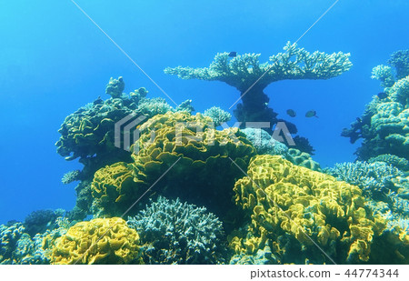 Colored corals in Eilat 44774344