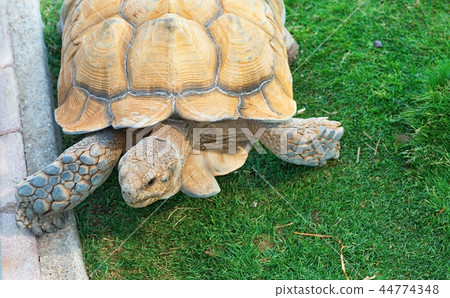 land tortoise.Giant tortoise on the grass 44774348