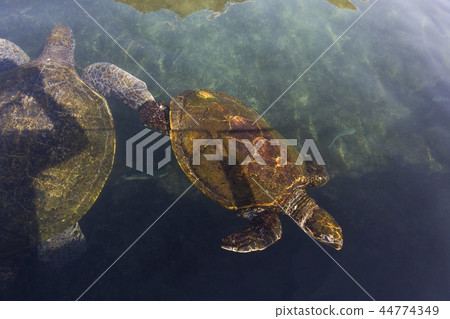 sea turtle 44774349