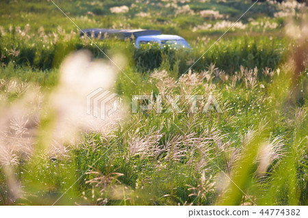 Suki shakes in the autumn wind. 44774382