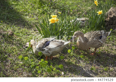 春天視圖水仙和鴨子 春天視圖水仙和鴨子 44774529