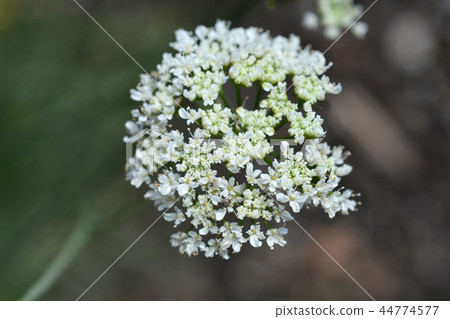 Corky-fruited water-dropwort 44774577