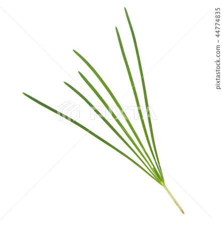 garlic chive isolated on white background,top view 44774835