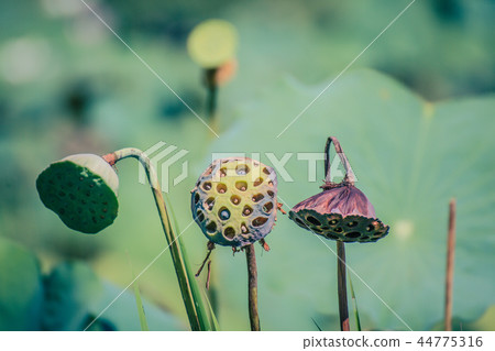 Lotus seed is green and brown wither.  44775316