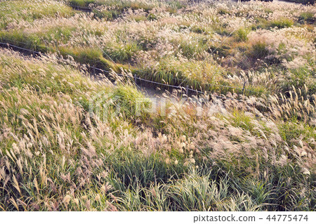 Grass Field in Autumn,Fall season,Plant 44775474