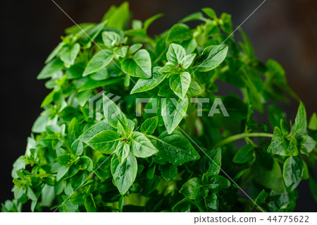 Fresh Leaves of basil Fresh Leaves of basil 44775622
