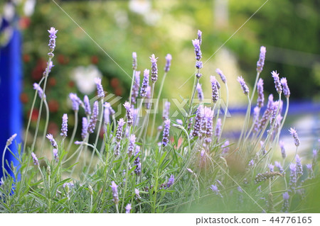 Akao Forest Lavender Akao Forest Lavender 44776165
