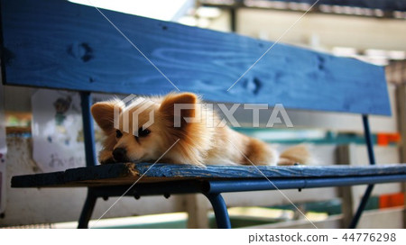 狗狗 狗狗 44776298