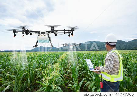 Farmer control agriculture drone on corn field  44777300