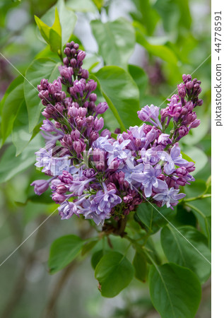 Lilac Lilac 44778591