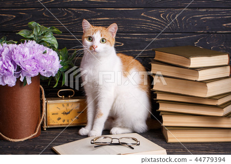 Cat near open book with glasses. Fluffy kitty sitting on a shelf 44779394