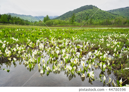 Ozegahara Uedashiro when the Minamata blooms Ozegahara Uedashiro when the Minamata blooms 44780396