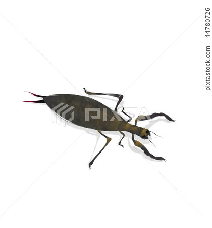 Watercolor mole cricket 44780726