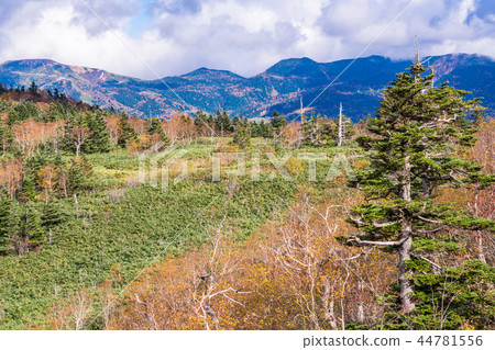 Autumn Manza Shiga Kogen seen from Kamishin Skyline (Gunma Prefecture) 44781556